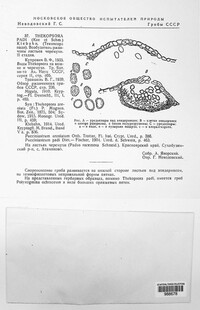 Thekopsora areolata image